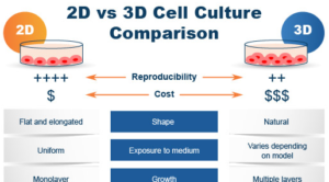 2d vs 3d cell culture comparison